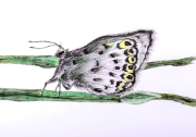 Papillon - 03